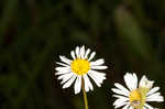 Early whitetop fleabane